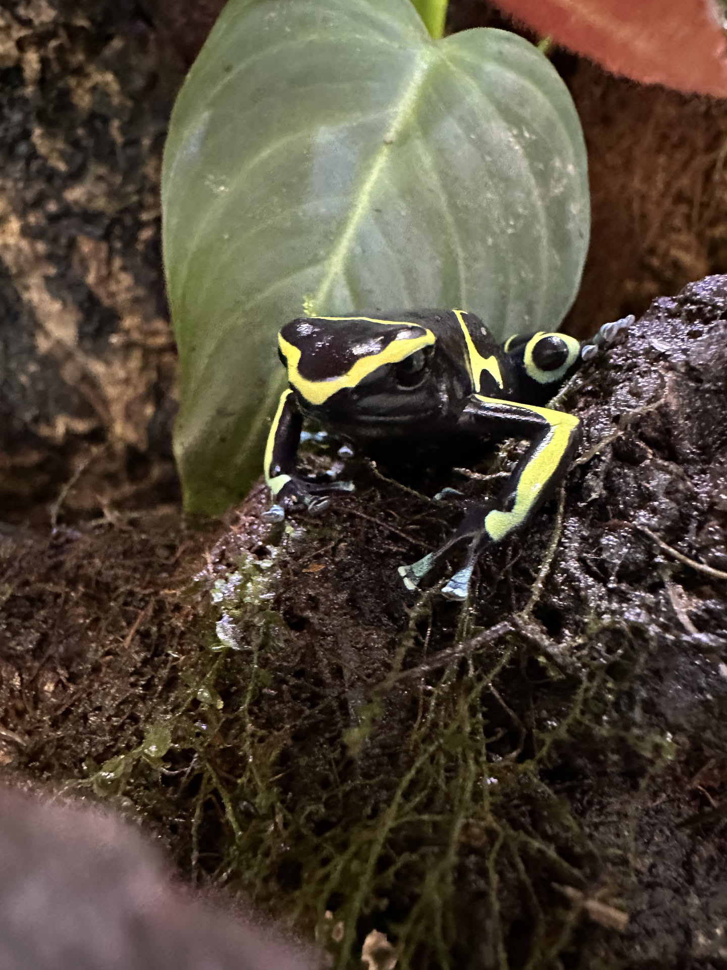 Dendrobates leucomelas 'Blue-footed' (Cerro Autana) hero
