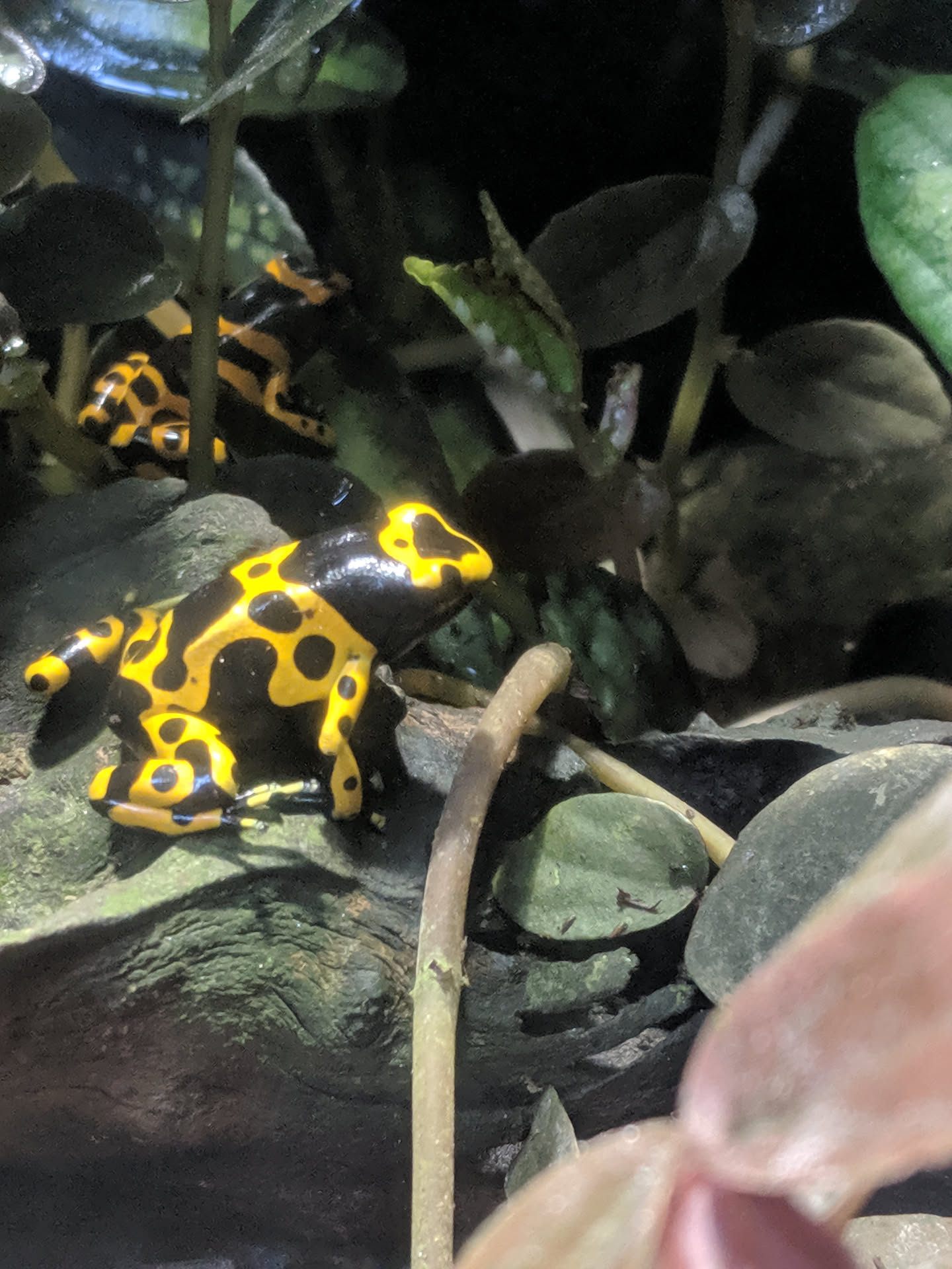 Dendrobates leucomelas 'Nominal' hero