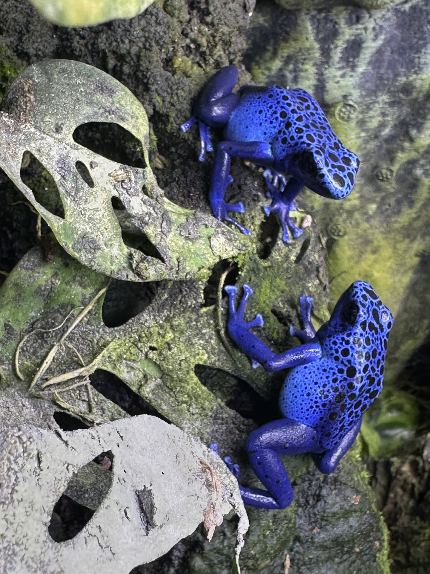 Dendrobates tinctorius 'Azureus' hero