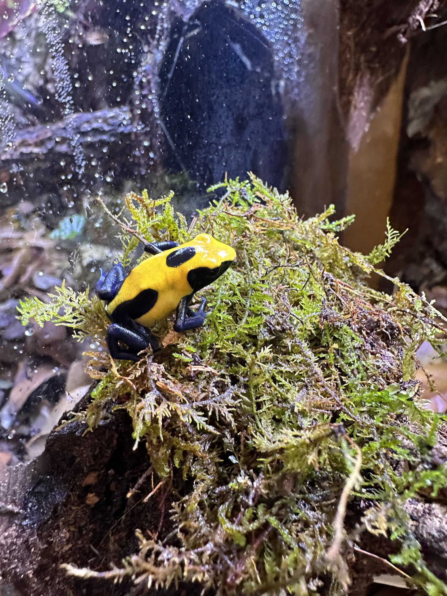 Dendrobates tinctorius 'Citronella' hero