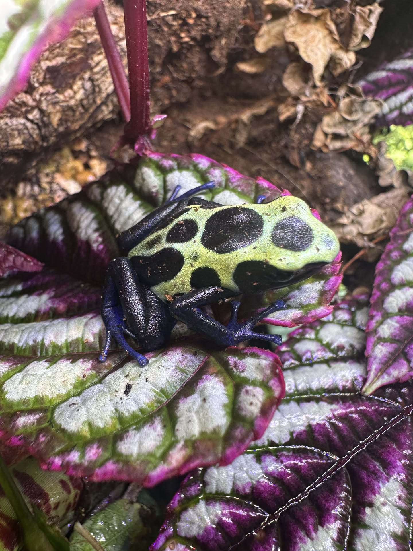 Dendrobates Tinctorius 'Green Sipaliwini' hero