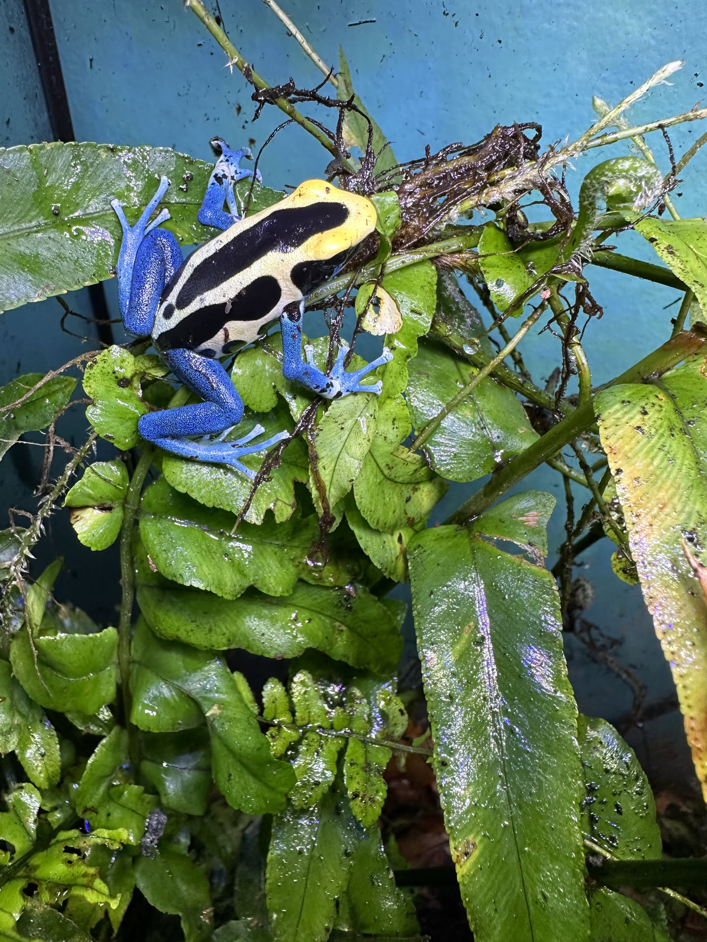 Dendrobates tinctorius 'Patricia' hero