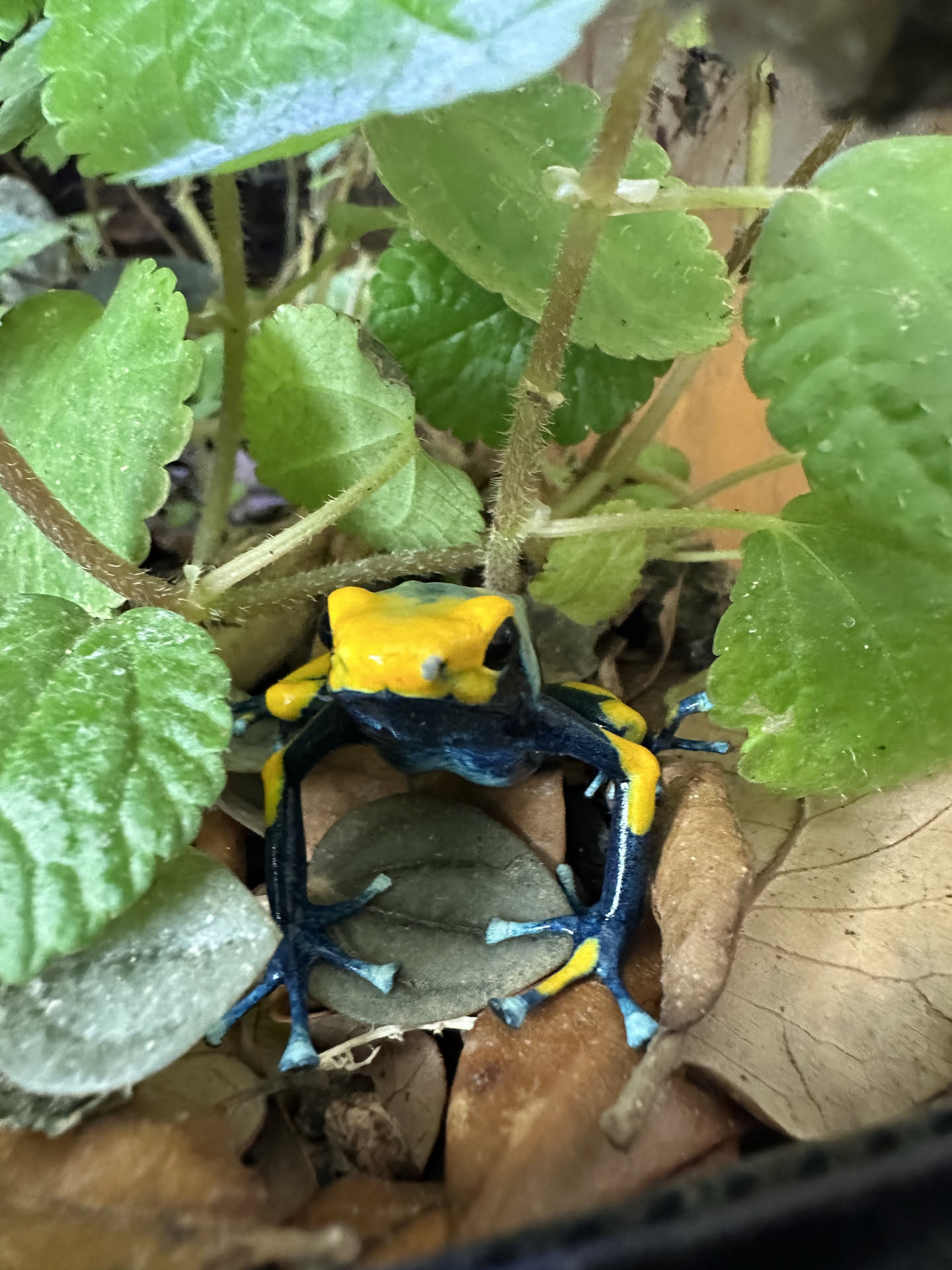 Dendrobates tinctorius 'Peacock' hero