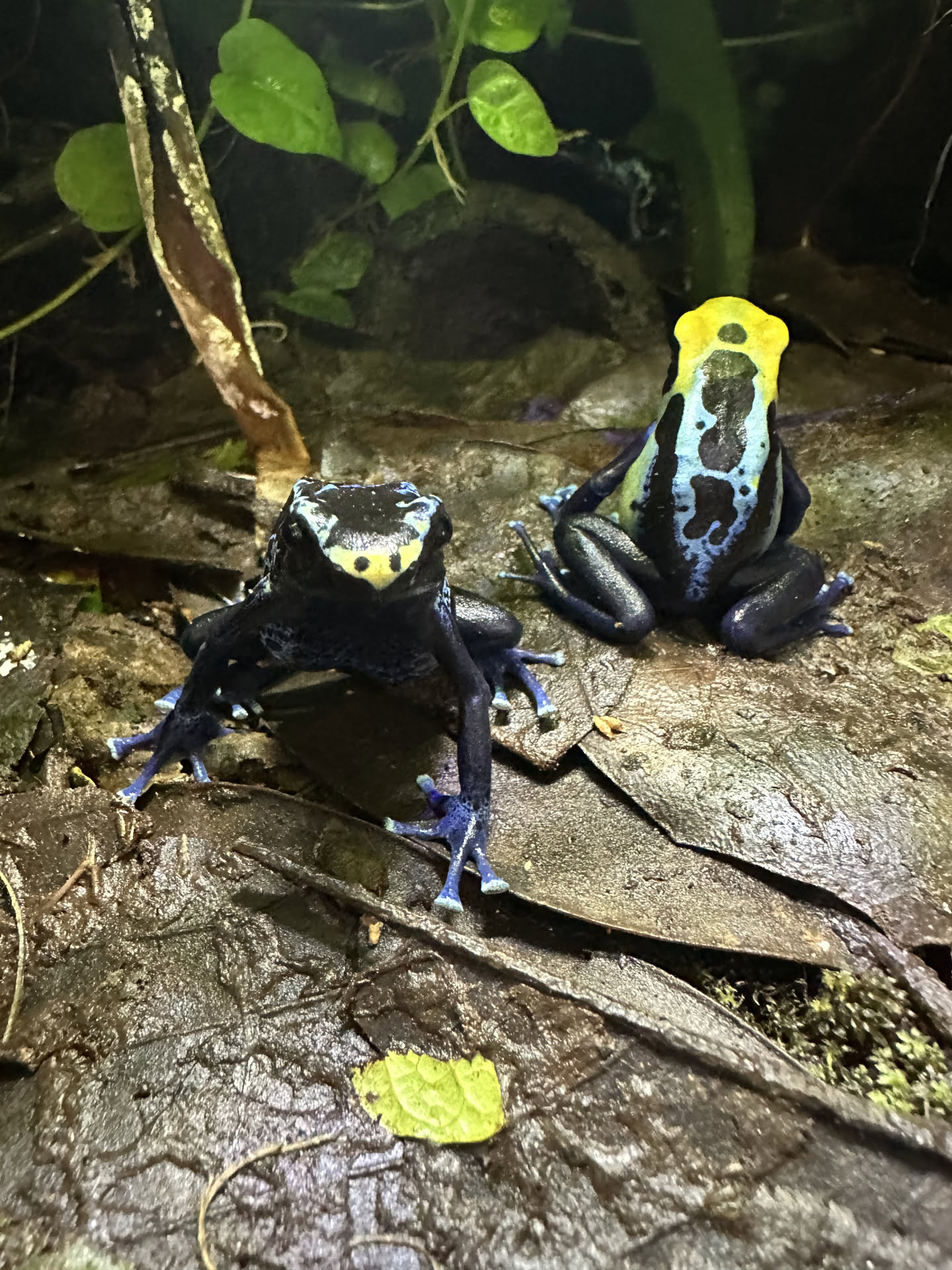 Dendrobates tinctorius 'Robertus' hero