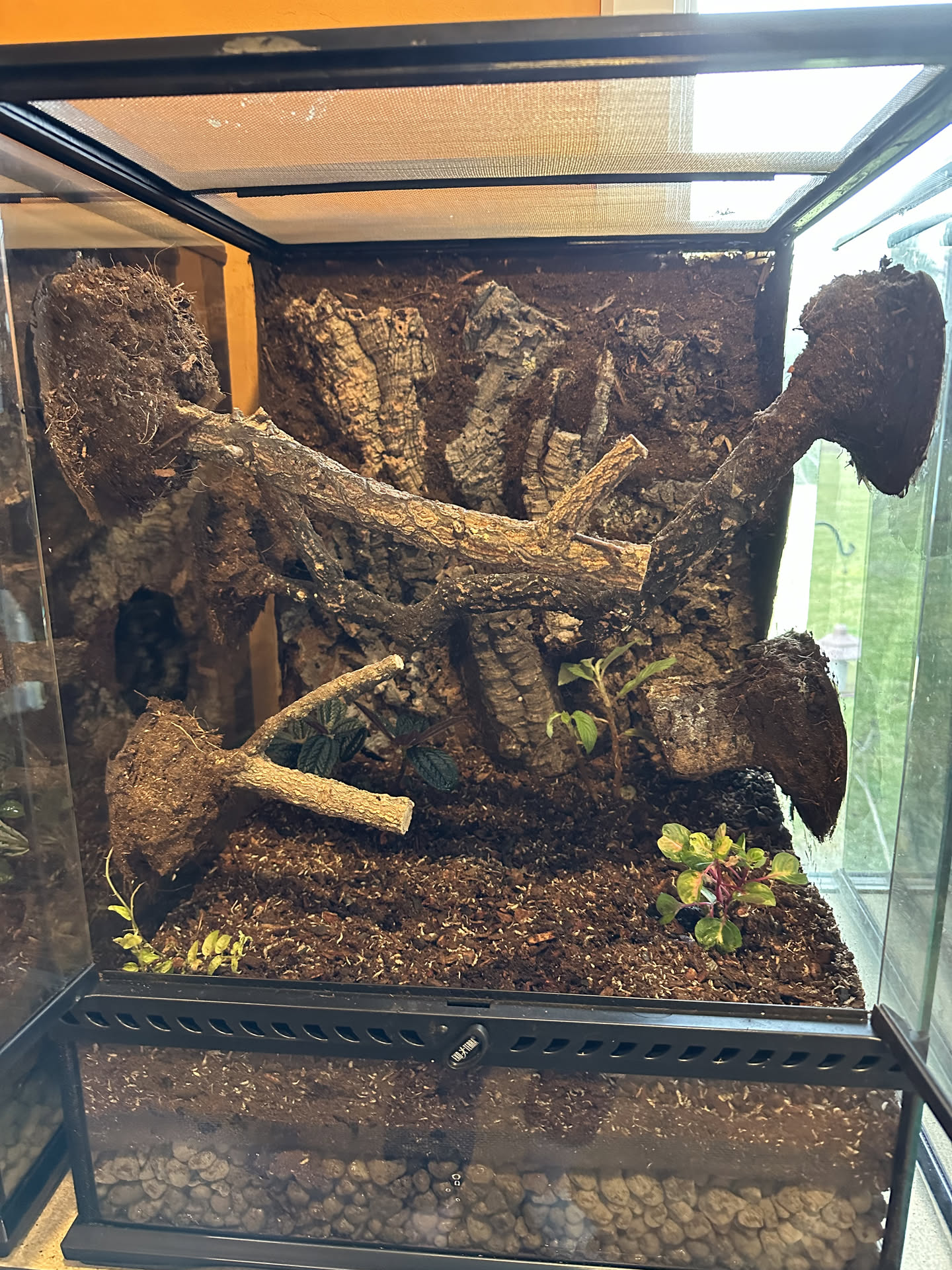 Planted mature dart frog setup
