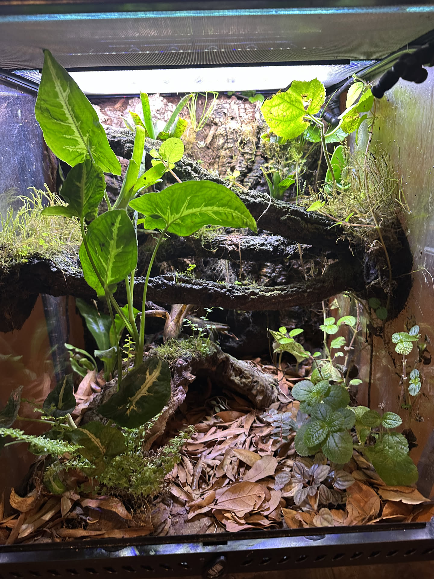 Bioactive dart frog vivarium