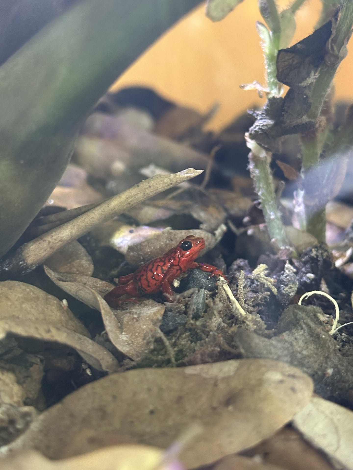 Oophaga Vicentei hero