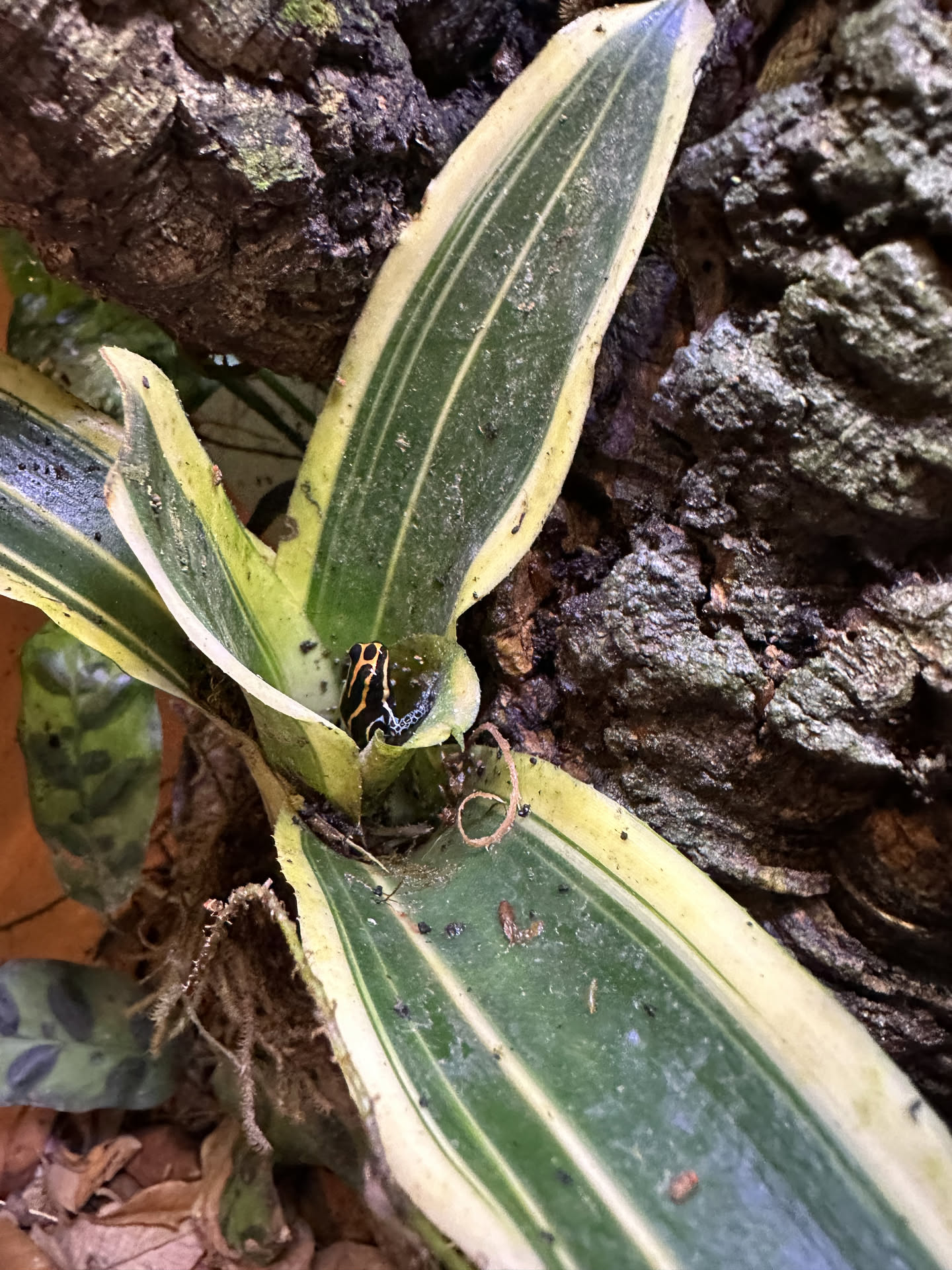 Ranitomeya amazonica (Red) hero