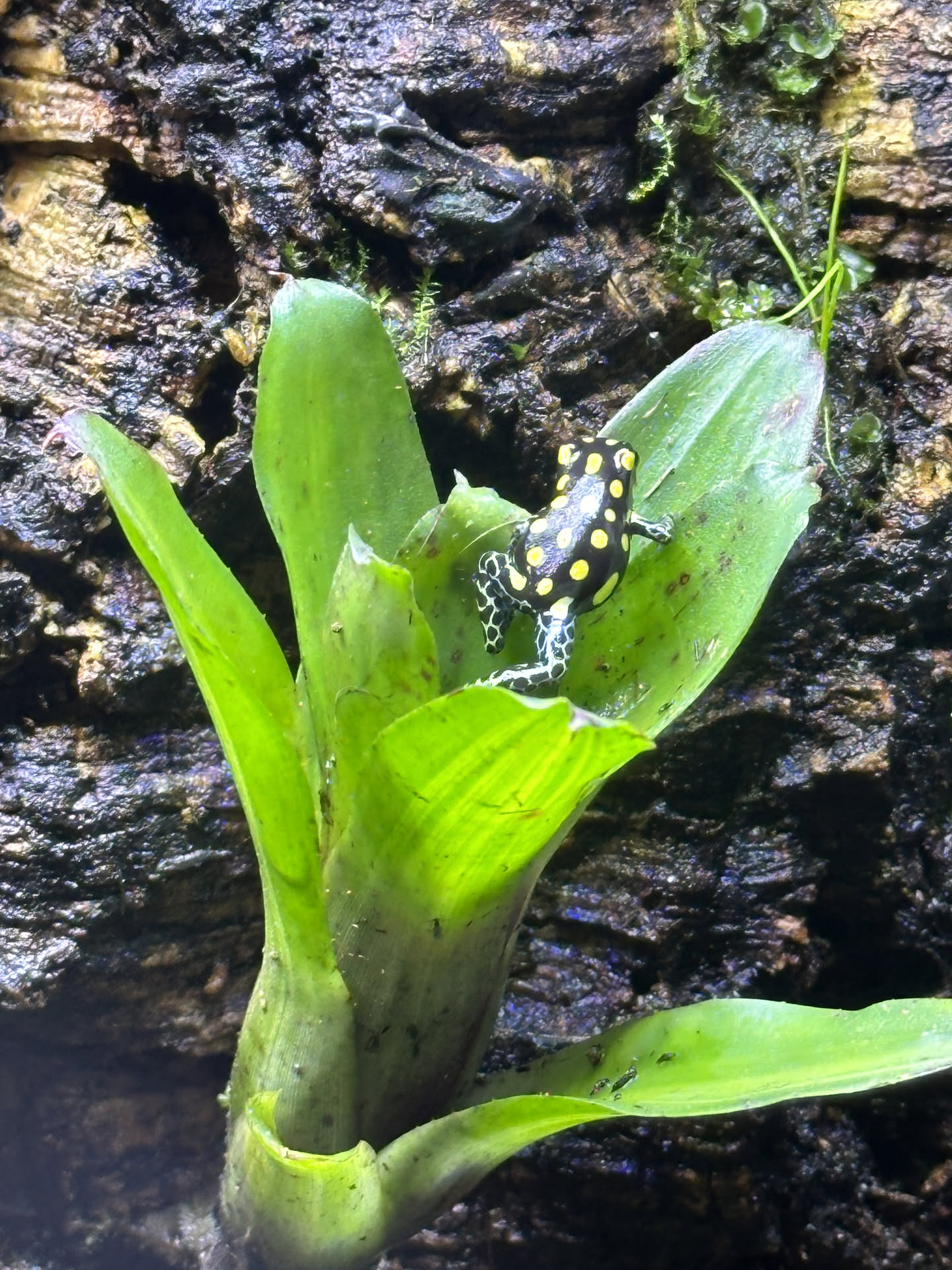 Ranitomeya Vanzolini hero