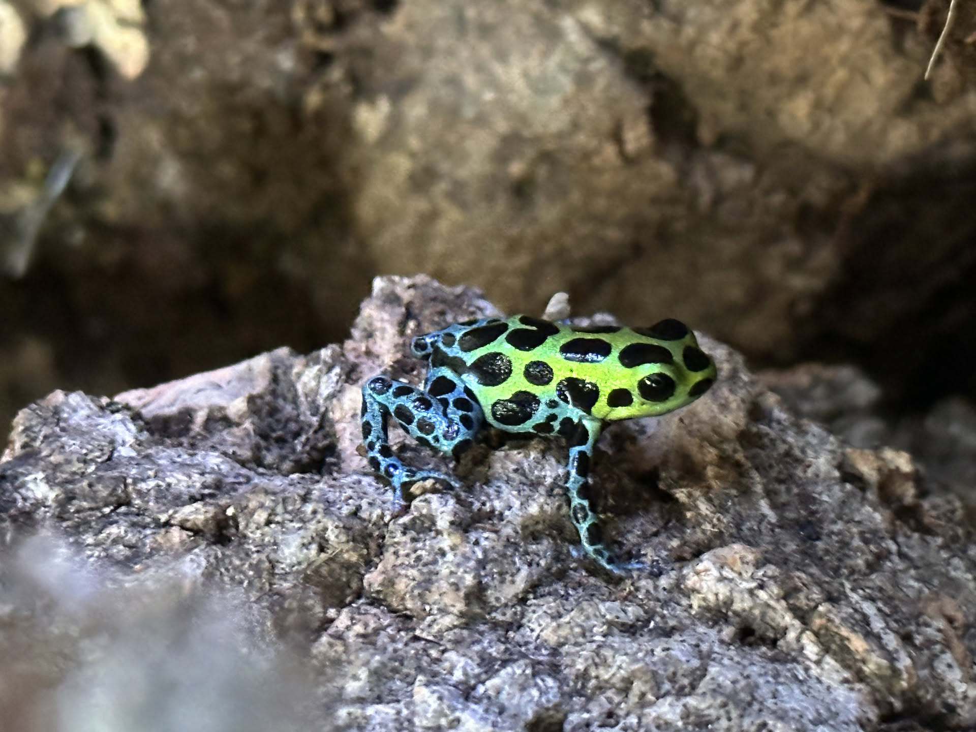 Ranitomeya variabilis (Southerns) hero